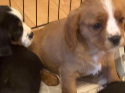Cavalier King Charles Spaniel   X  Yorkshire Terrier puppies in Mayo