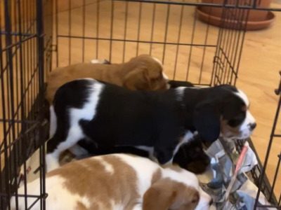 Cavalier King Charles Spaniel   X  Yorkshire Terrier puppies in Mayo
