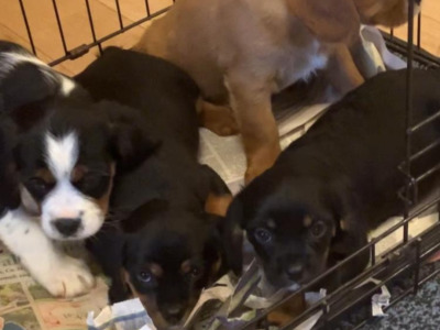 Cavalier King Charles Spaniel   X  Yorkshire Terrier puppies in Mayo