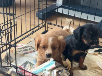 Cavalier King Charles Spaniel   X  Yorkshire Terrier puppies in Mayo