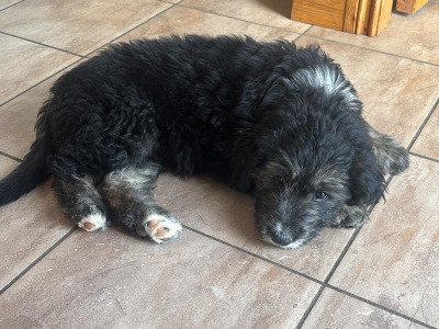 Old English Sheepdog x Golden Retriever puppies in Tipperary