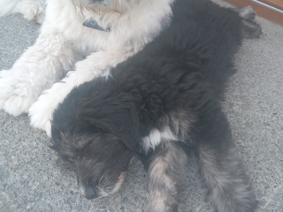 Old English Sheepdog x Golden Retriever puppies in Tipperary