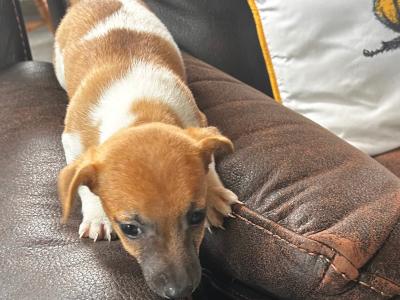 Jack Russell puppies for sale in Wexford