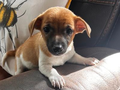 Jack Russell puppies for sale in Wexford