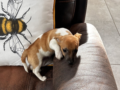 Jack Russell puppies for sale in Wexford