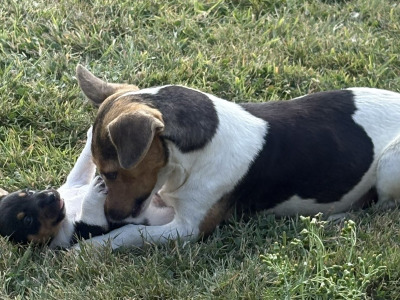Female Jack Russell puppy for sale