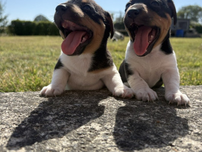 Female Jack Russell puppy for sale