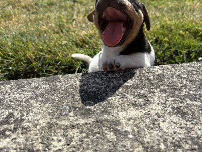 Female Jack Russell puppy for sale