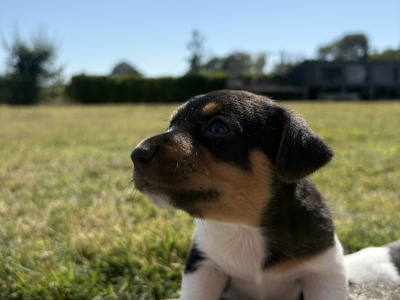 Female Jack Russell puppy for sale