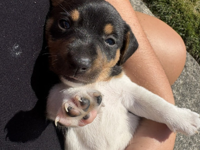 Female Jack Russell puppy for sale