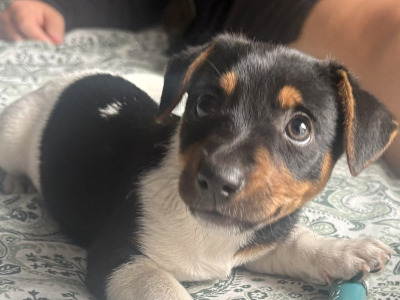 Female Jack Russell puppy for sale