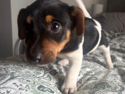 Female Jack Russell puppy for sale