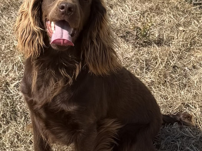 KC Registered Working Cocker for Stud
