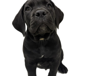 Cane Corso puppies in Down IKC Pending