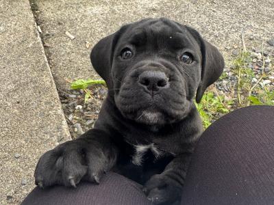 IKC Registered (pending) Cane Corso puppies in Down