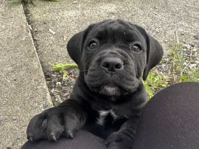 Cane Corso puppies in Down IKC Pending