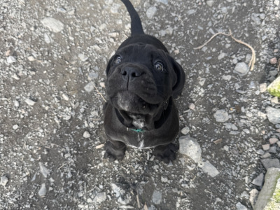Cane Corso puppies in Down IKC Pending