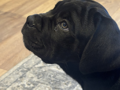 Cane Corso puppies in Down IKC Pending