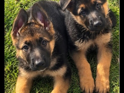 1 female German Shepherd puppy left. Affectionate, playful, ideal family pet great with children
