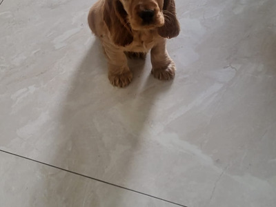 Teddy is a male Cocker Spaniel puppy 11 months old in Limerick