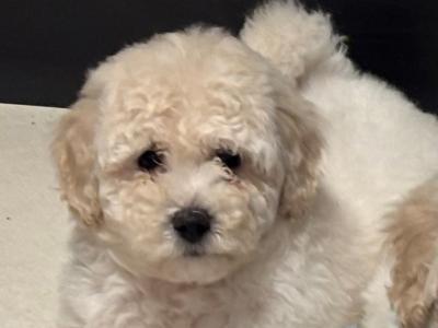 Poochon puppies in Laois