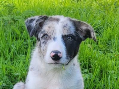 Blue Merle Sheep Working Border Collie puppies in Cork