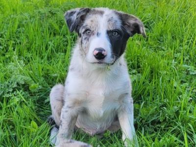 Blue Merle Sheep Working Border Collie male puppy left for sale in Cork