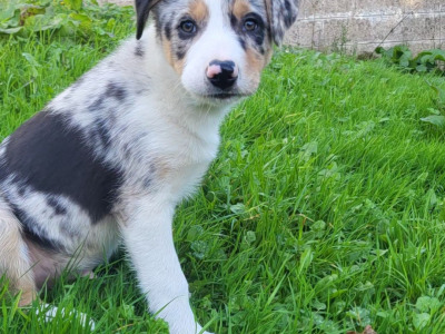 Blue Merle Sheep Working Border Collie puppies in Cork