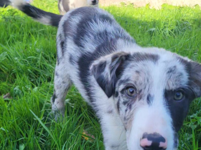 Blue Merle Sheep Working Border Collie puppies in Cork