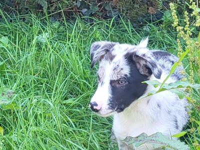 Blue Merle Sheep Working Border Collie puppies in Cork