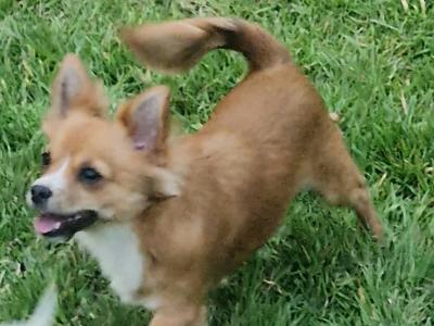 Buddy is a male Chihuahua 13 months old for sale in Wexford