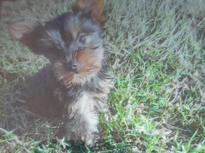 ⭐️⭐️⭐️IKC Registered purebred Tea cup Yorkshire Terrier pups ⭐️⭐️⭐️
