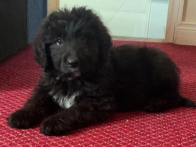 🤎🤎 Beautiful Bernadoodle puppies in Carlow 🤎 🤎