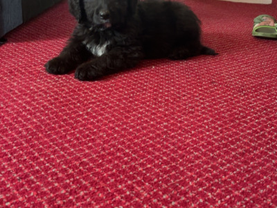 🤎🤎 Beautiful Bernadoodle puppies in Carlow 🤎 🤎