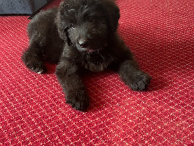 🤎🤎 Beautiful Bernadoodle puppies in Carlow 🤎 🤎