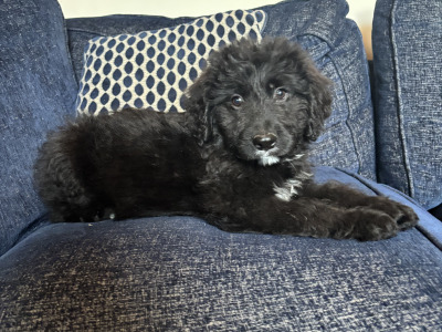 🤎🤎 Beautiful Bernadoodle puppies in Carlow 🤎 🤎