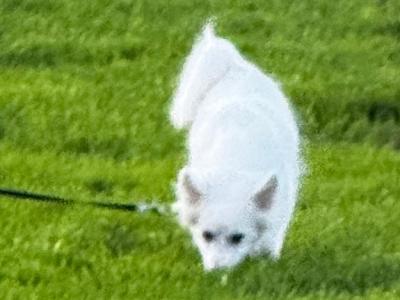 IKC Registered (pending) male Japanese Spitz puppy 4 months old in Limerick