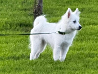 IKC Registered (pending) male Japanese Spitz puppy 4 months old in Limerick