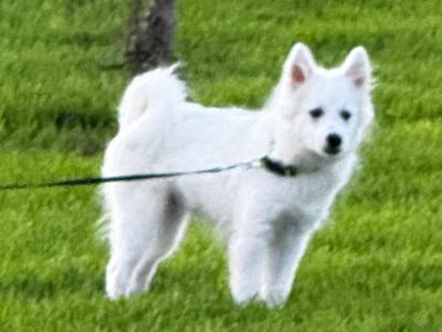 IKC Registered (pending) male Japanese Spitz puppy 4 months old in Limerick