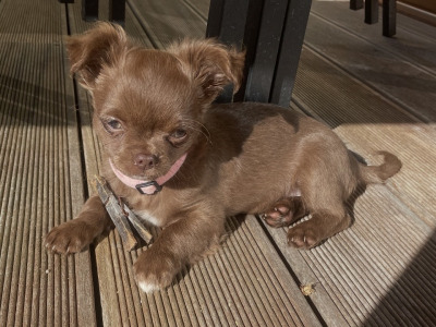 IKC Registered  Pedigree Chihuahua (Long Coat) puppies for sale in Limerick