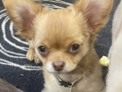 IKC Registered  Pedigree Chihuahua (Long Coat) puppies for sale in Limerick