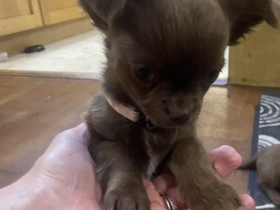 IKC Registered  Pedigree Chihuahua (Long Coat) puppies for sale in Limerick