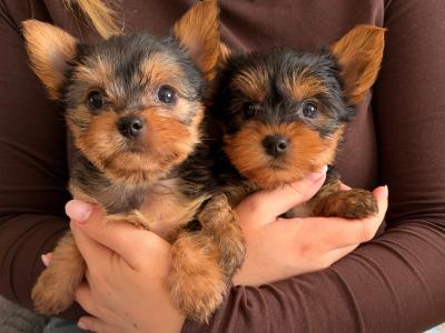 🩷 Stunning Female Miniature Yorkshire Terrier puppies in Dublin – Tiny & Adorable🐶