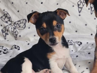Striking Jack Russell puppies in Tipperary