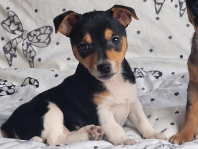 Striking Jack Russell puppies in Tipperary