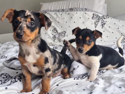 Striking Jack Russell puppies in Tipperary