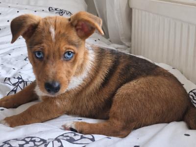 Striking Jack Russell puppies in Tipperary