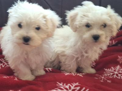 Beautiful Maltese x Maltichon puppies for sale in Limerick