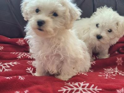 Beautiful Maltese x Maltichon puppies for sale in Limerick