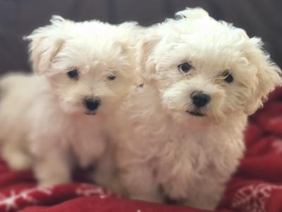 Beautiful Maltese x Maltichon puppies for sale in Limerick